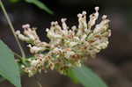 Yellow buckeye